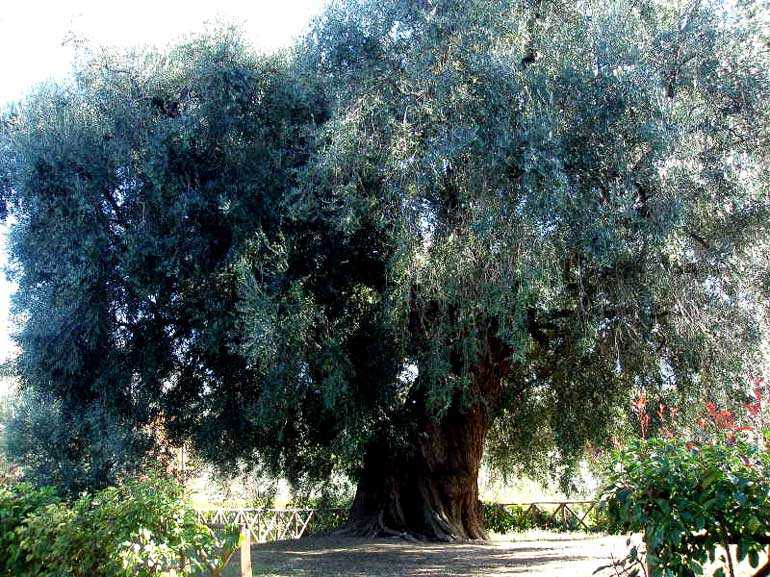 'L'Ulivone,' Sabina's Tree of the Ages