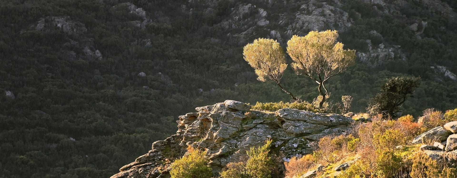 xylella-spreads-to-olive-trees-in-france