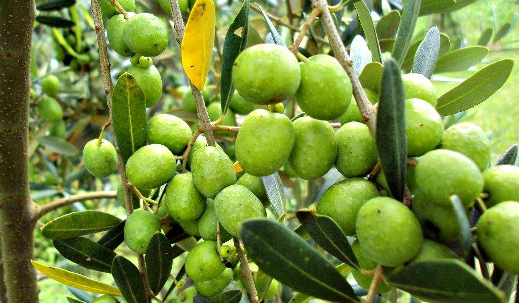 Brazil Looks for Its Own Olive