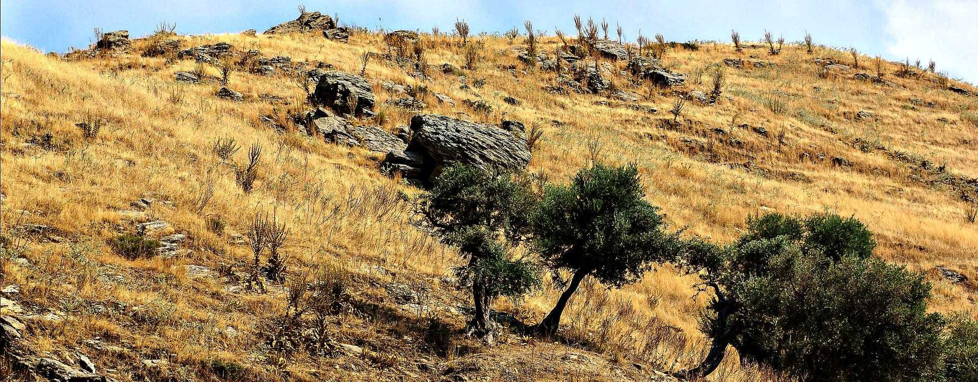 turkey-s-olive-trees-threatened-by-draft-law