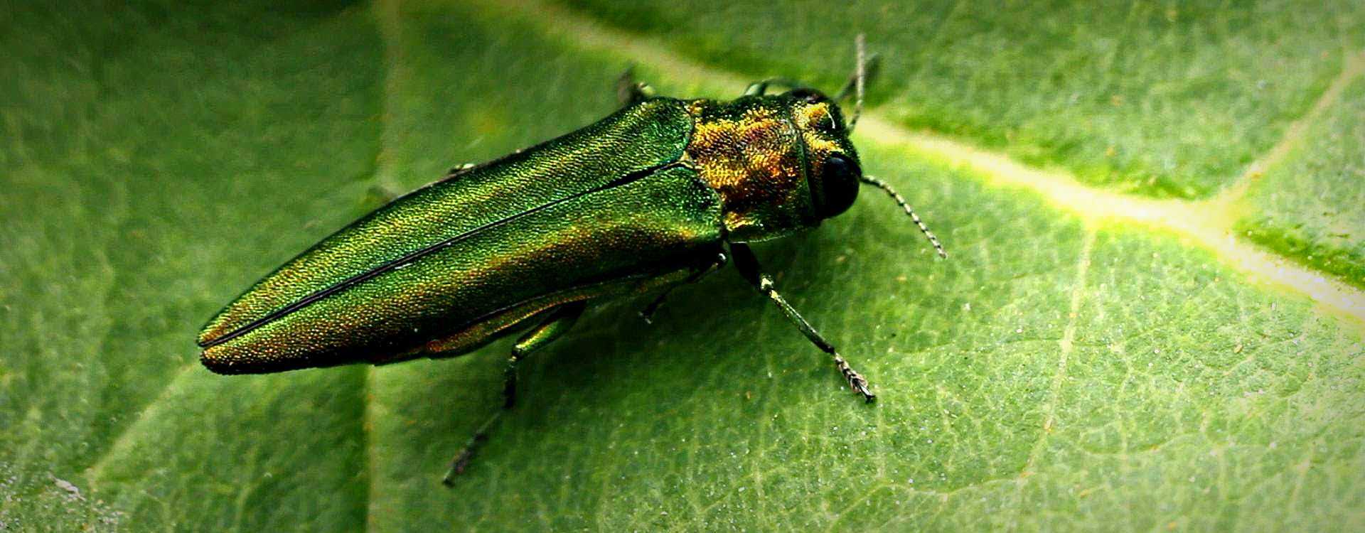 Beetle Could Pose New Threat to Olive Trees