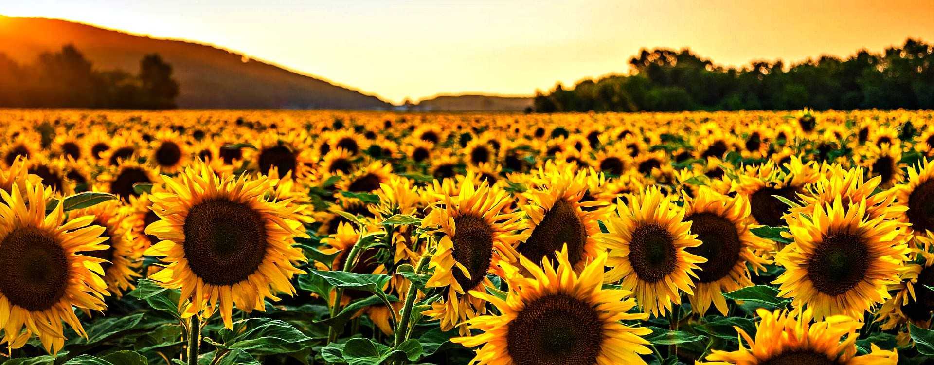 Tensions Increasing Between World's Two Largest Producers of Sunflower