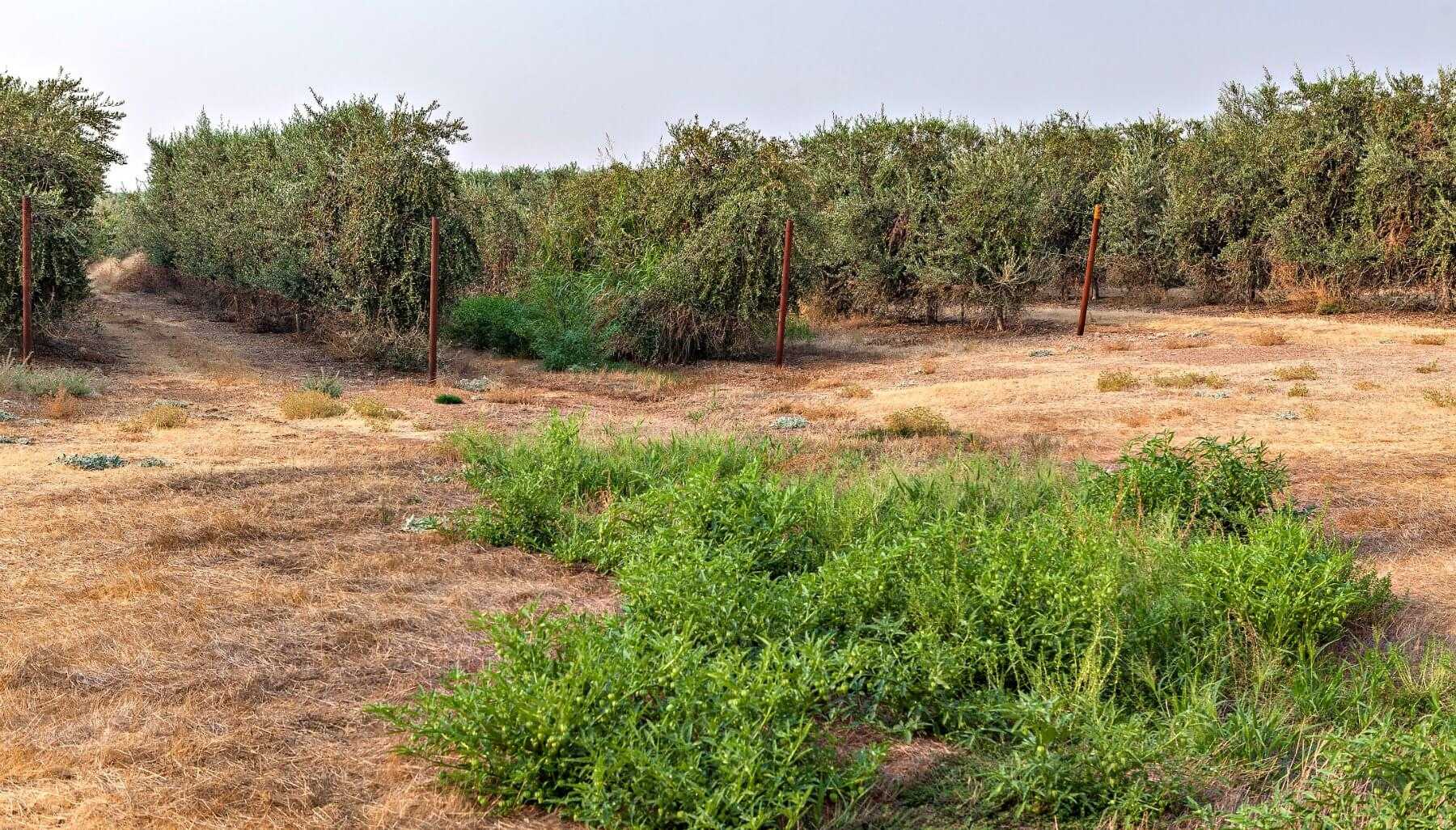 California Olive Ranch Pursues Regenerative Agriculture