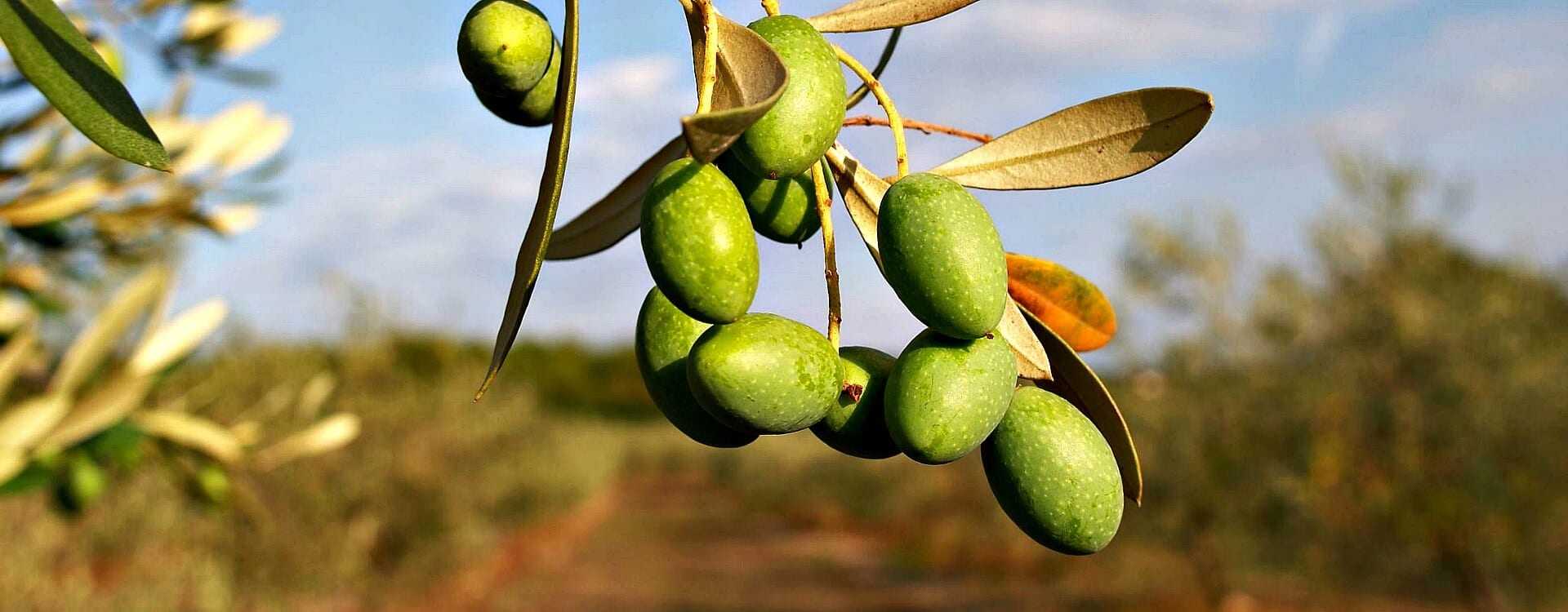 world-olive-oil-production-figures-for-2017-show-mixed-results