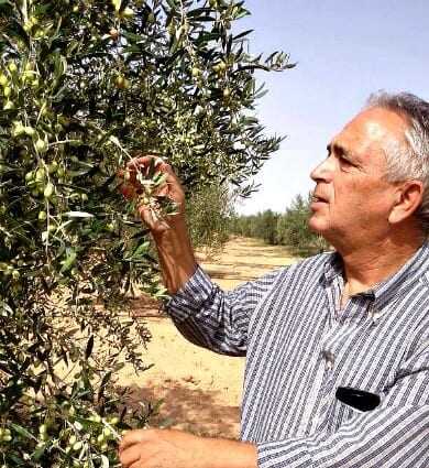 a-record-number-of-awards-for-tunisian-olive-oil