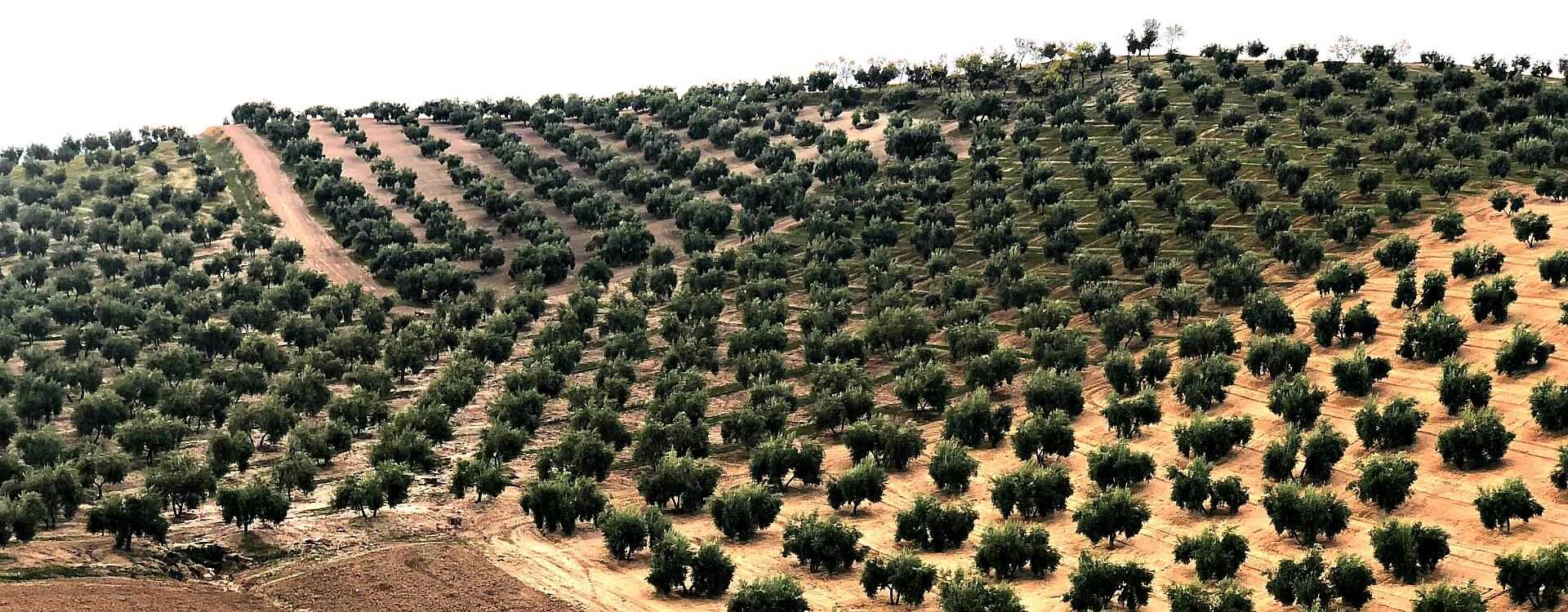 global-olive-oil-production-to-dip-in-2018-19