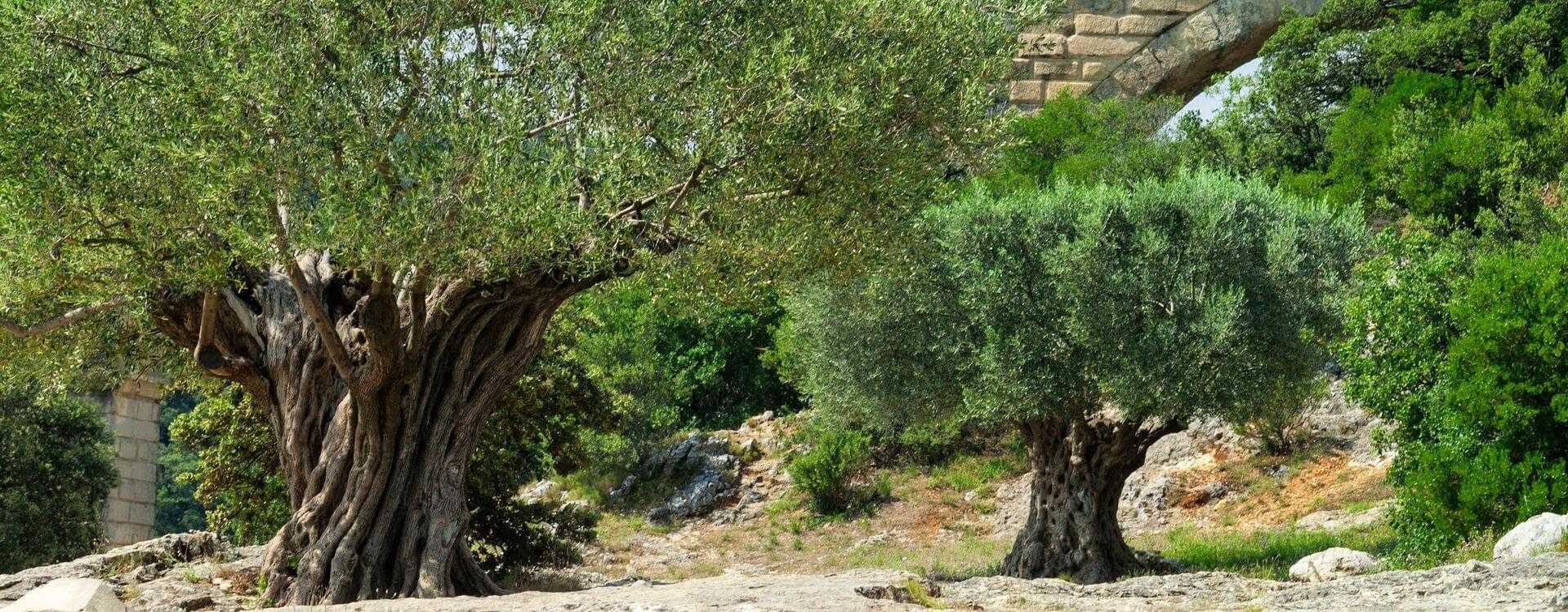 recovery-of-traditional-olive-groves-stimulates-french-oliviculture