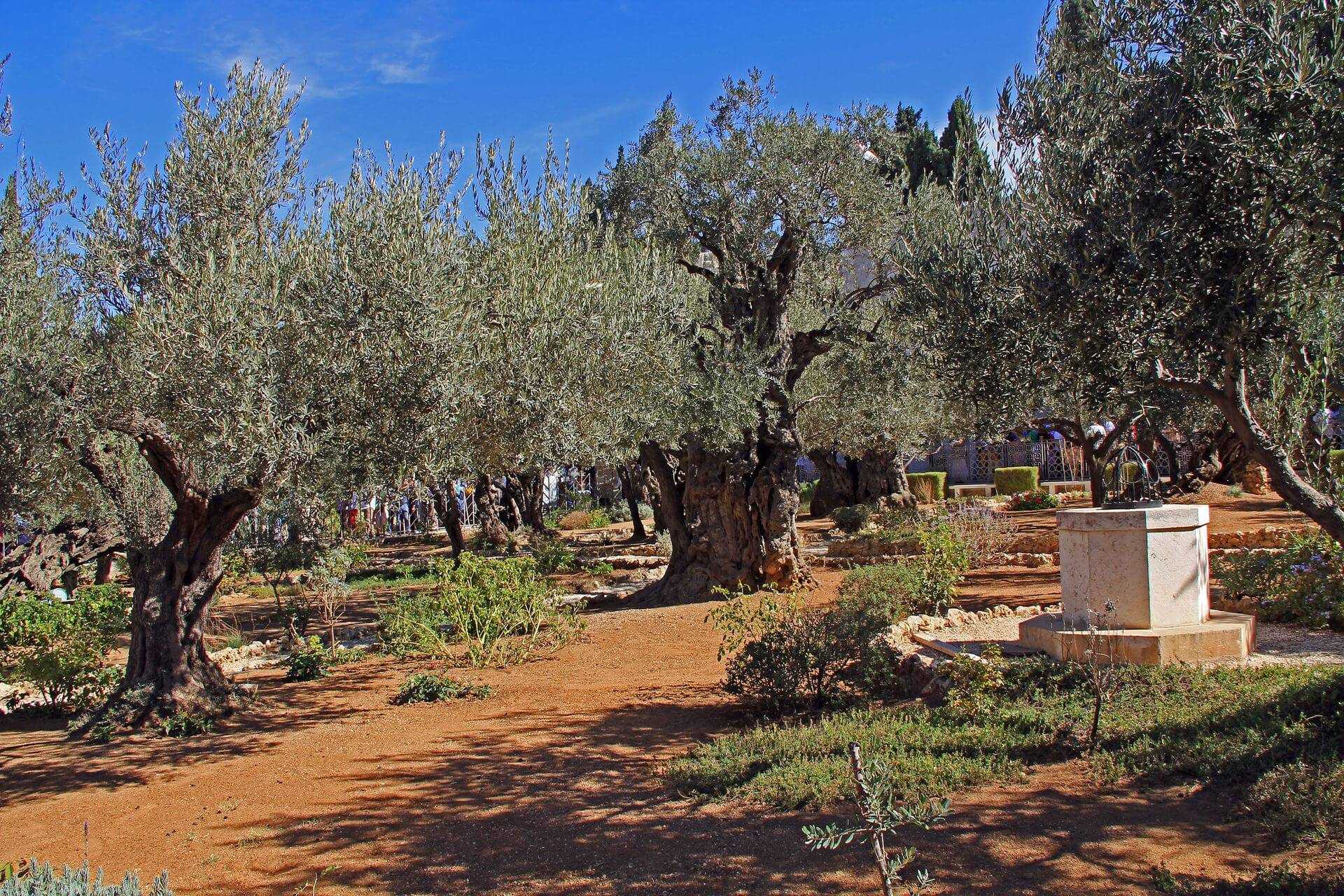 Signs of Hope in Palestine's Olive Oil Sector