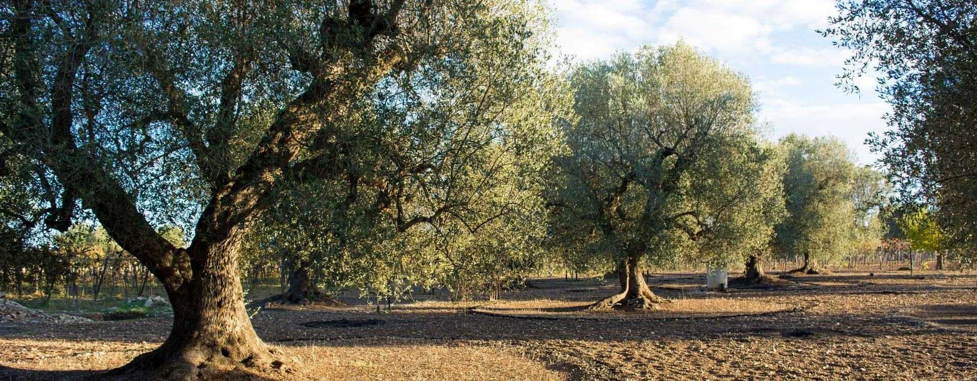 olive-tree-pictures-green-ash-bark-fraxinus-tree-pennsylvanica-smooth