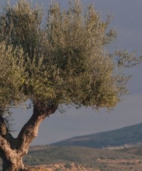 Nouvelles De Lhuile Dolive Dafrique Du Moyen Orient