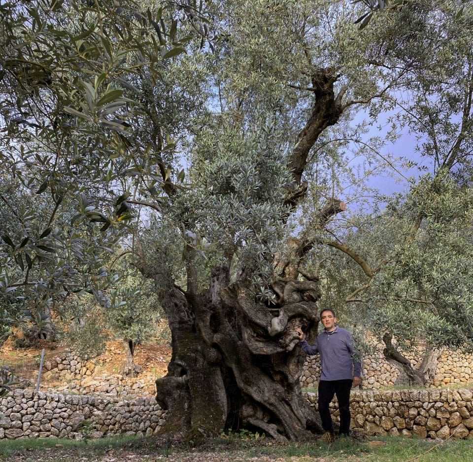 侵入と病気を生き延びて スペインで認められた千年オリーブの木 Olive Oil Times