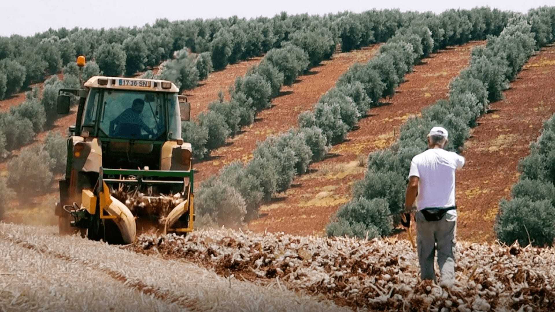 ポルトガルは輸出に投資し 地中海式食事を促進します Olive Oil Times